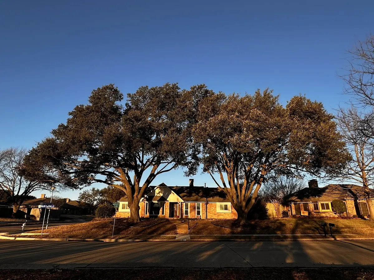 Established residential canopy tree shading a home in Roberts